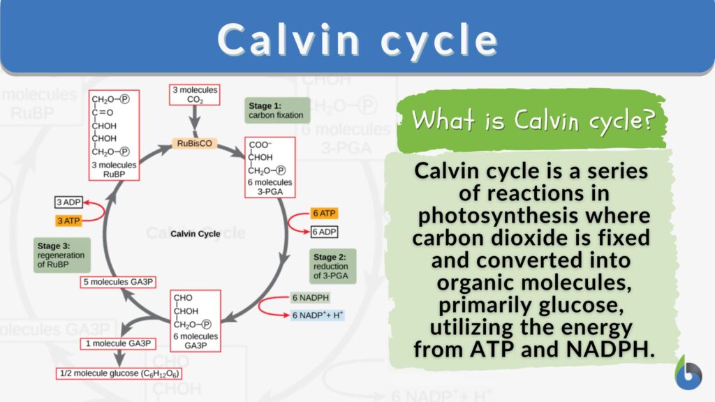 calvin-cycle-definition-and-examples-biology-online-dictionary