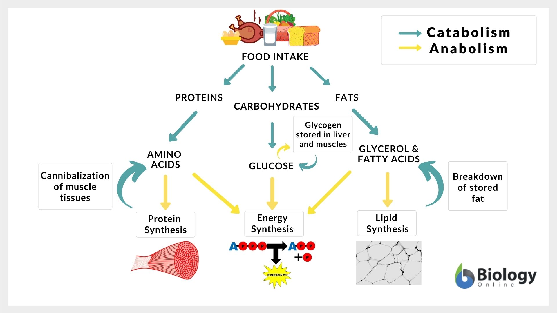 Catabolism Definition And Examples - Biology Online Dictionary