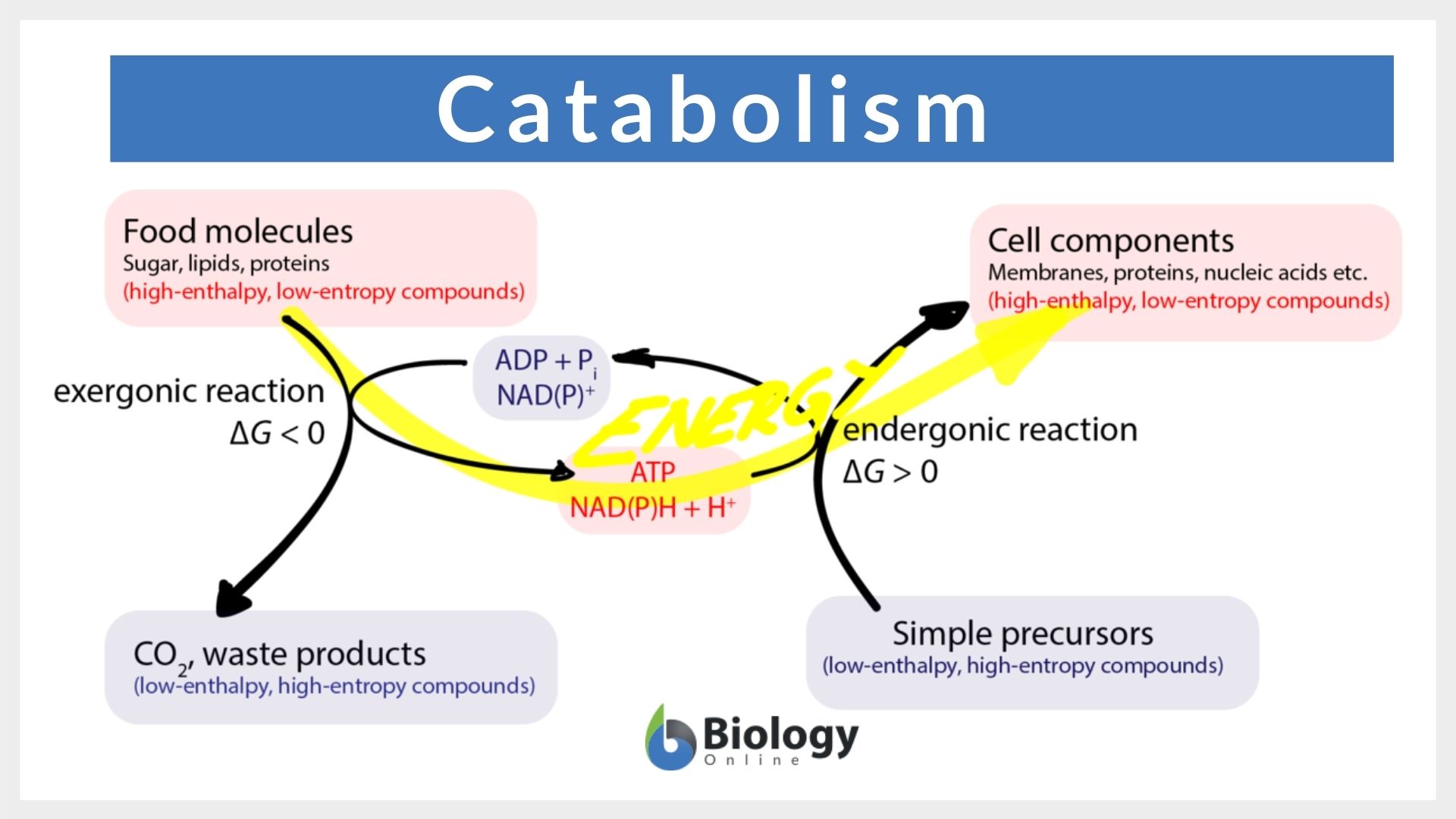 metabolism catabolism and anabolism