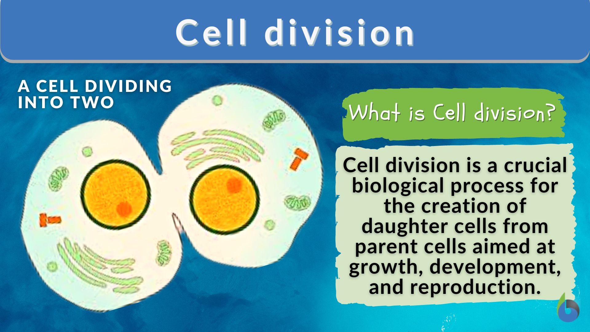 cell division problem solving