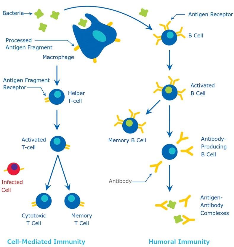 humoral-immunity-definition-and-examples-biology-online-dictionary