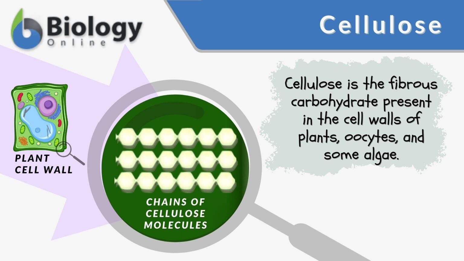 cellulose-definition-and-examples-biology-online-dictionary