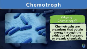 Chemotroph  