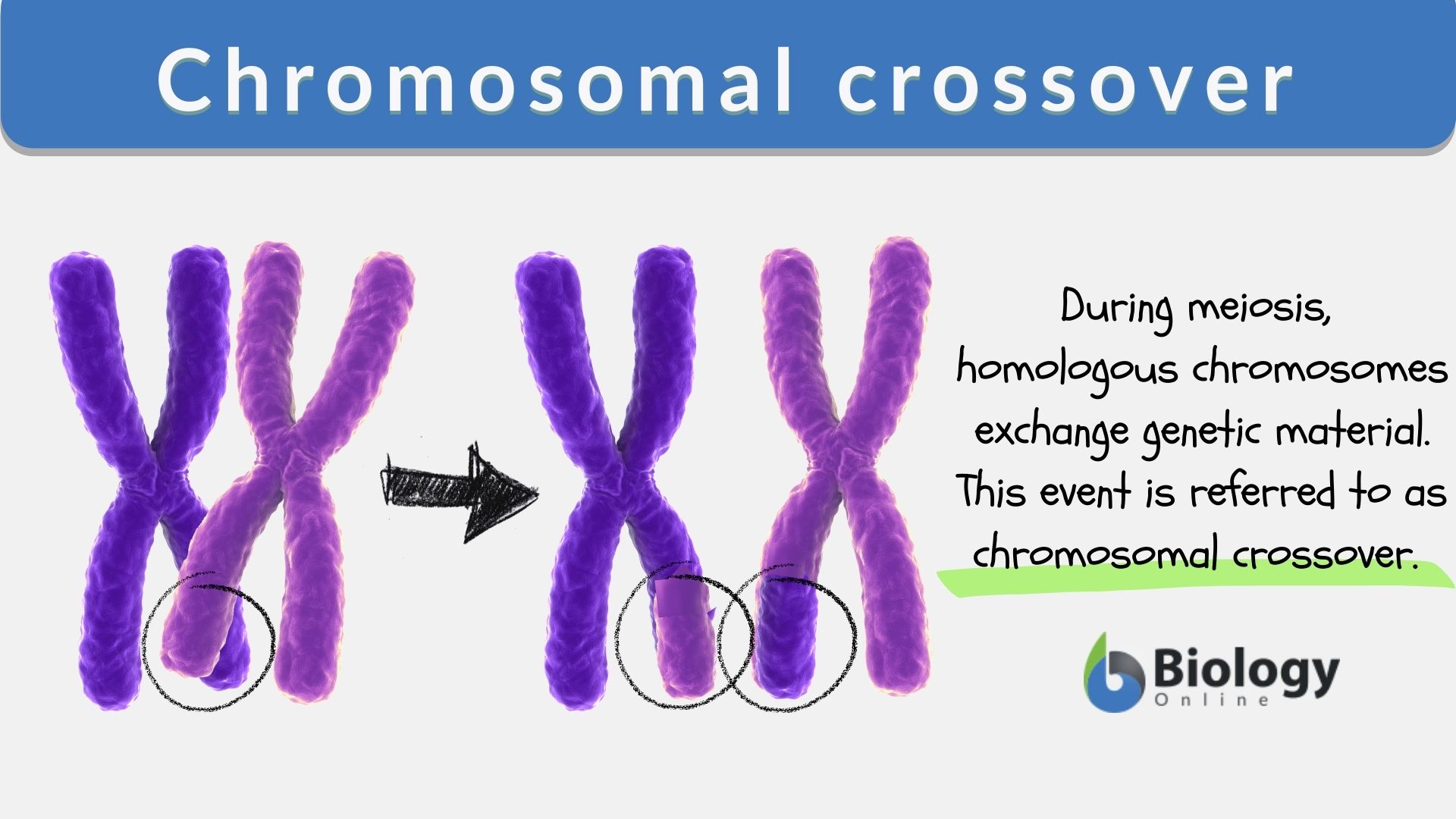 Chromosomal Crossover  