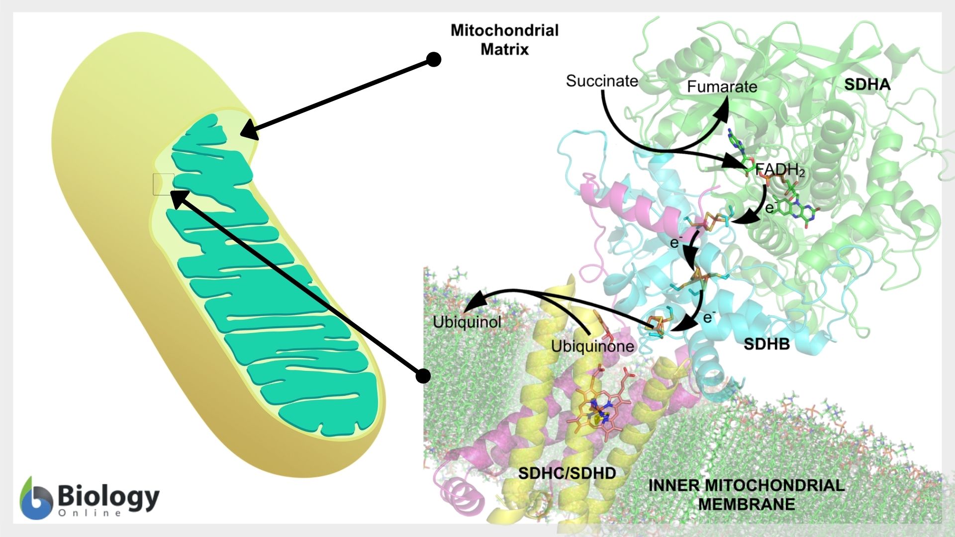 Coenzyme Definition And Examples Biology Online Dictionary