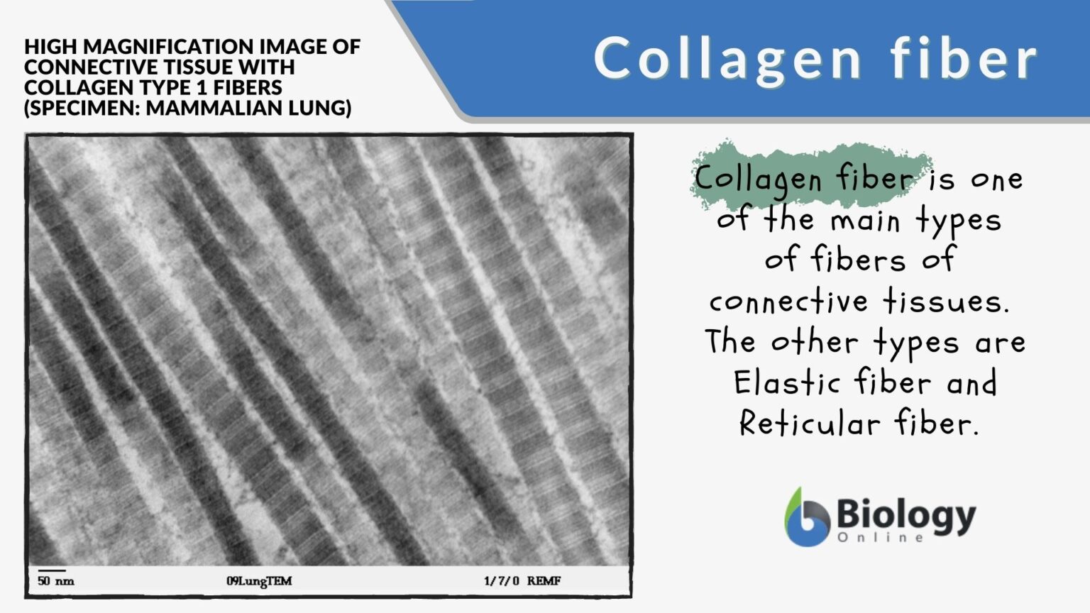 collagen-fiber-definition-and-examples-biology-online-dictionary