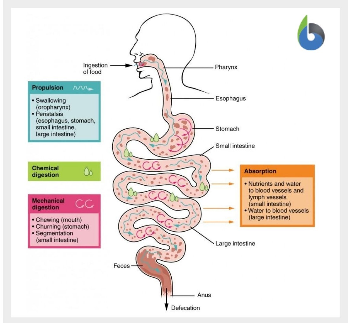 assimilation-definition-and-examples-biology-online-dictionary