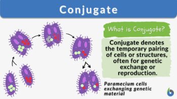 Conjugate - Definition And Examples - Biology Online Dictionary