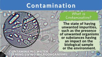 Assimilation - Definition and Examples - Biology Online Dictionary