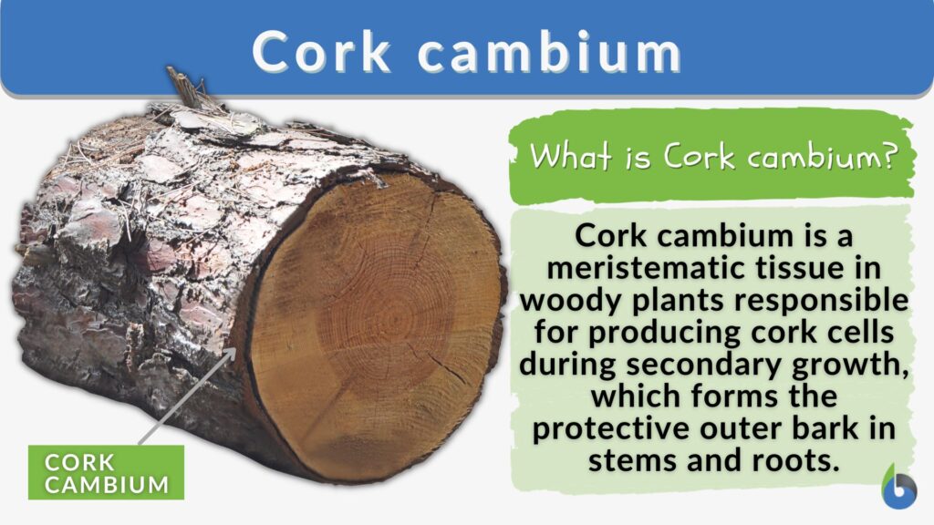 Cork cambium - Definition and Examples - Biology Online Dictionary