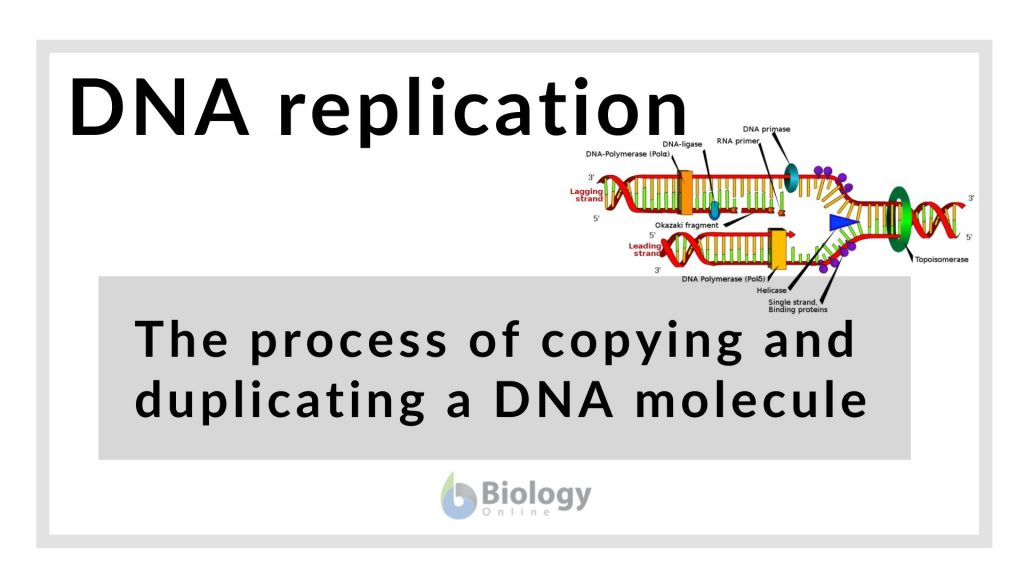 Replication Meaning