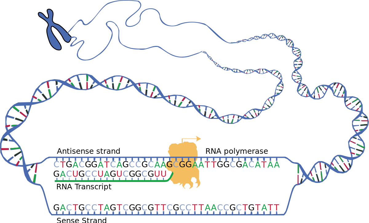 Base-pairing rule - Definition and Examples - Biology Online Dictionary