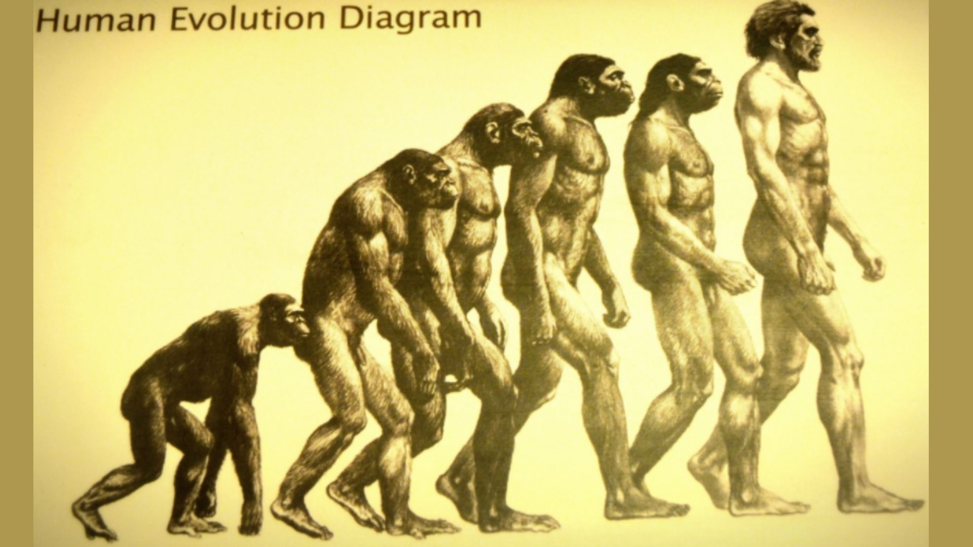 what does evolutionary history mean