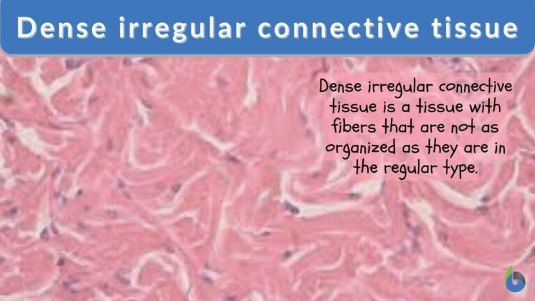 dense-irregular-connective-tissue-biology-online-dictionary