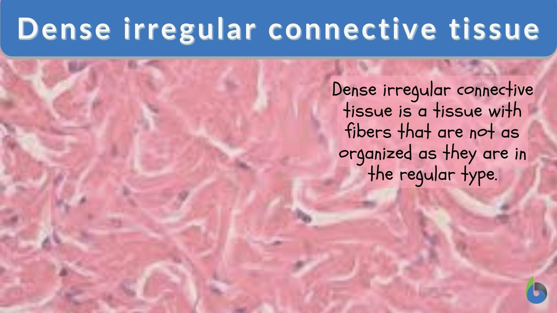 Dense irregular connective tissue Biology Online Dictionary