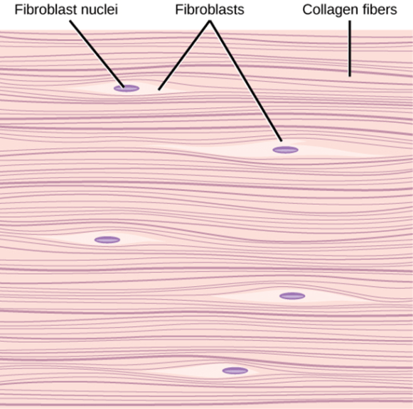 Dense regular connective tissue Definition and Examples Biology