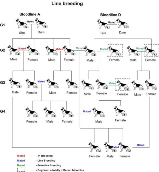 Inbreeding - Definition and Examples - Biology Online Dictionary