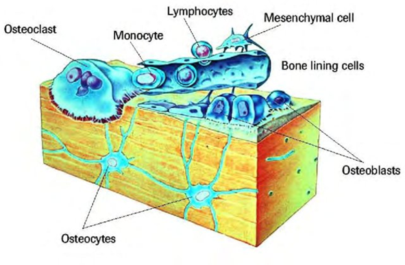 osteocyte cell diagram