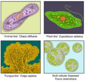 Protist - Definition and Examples - Biology Online Dictionary