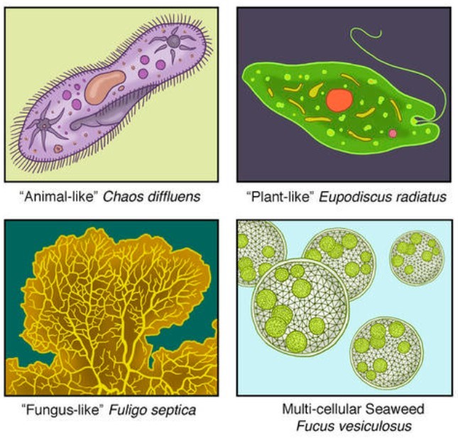 Protist Definition And Examples Biology Online Dictionary 