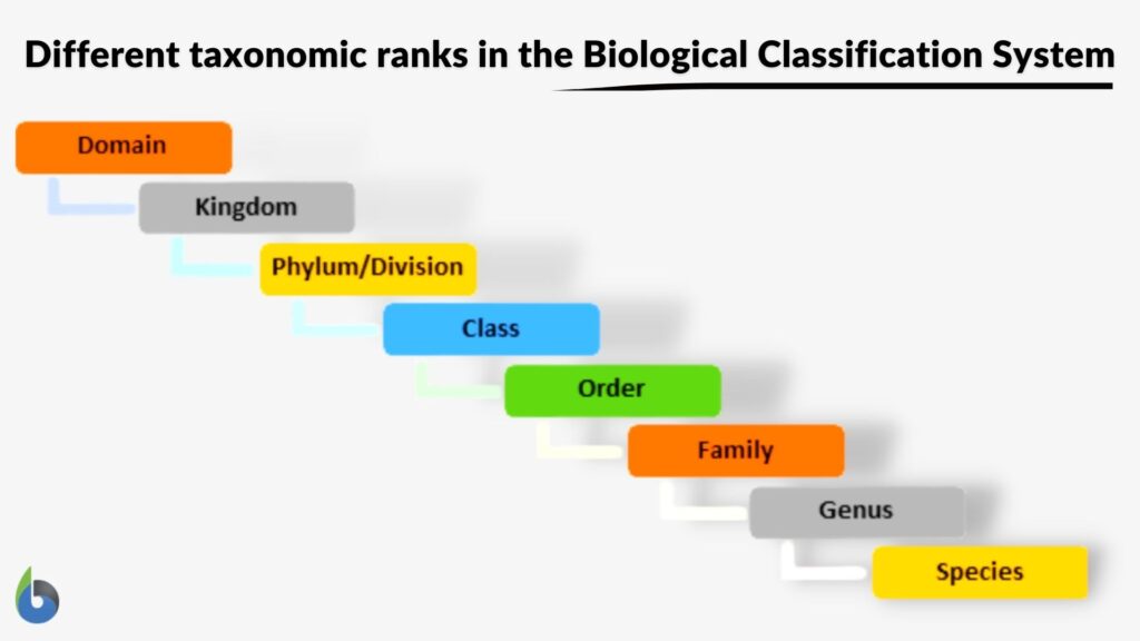 Taxonomy Definition Classification Example Biology Di - vrogue.co