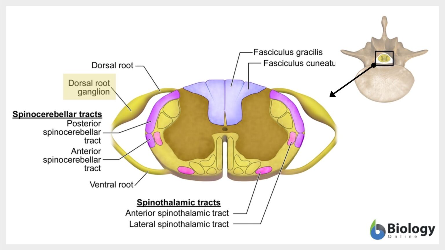 Ganglia - Definition And Examples - Biology Online Dictionary