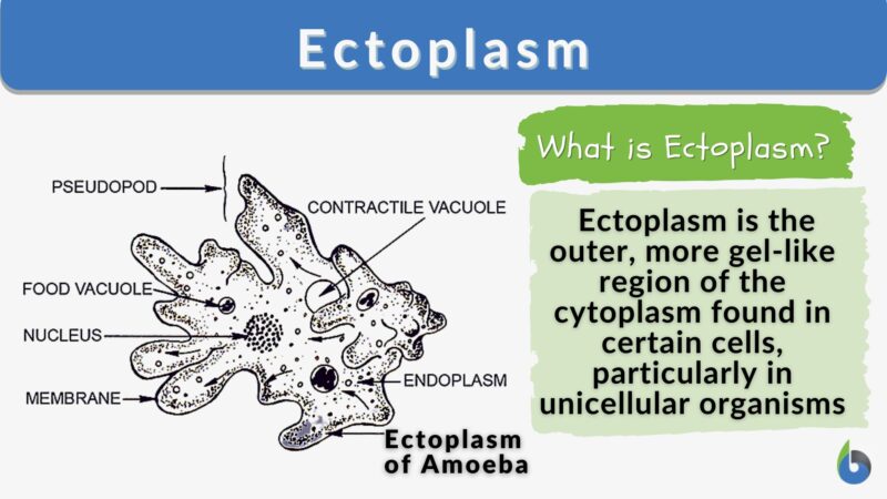 Ectoplasm Definition and Examples - Biology Online Dictionary