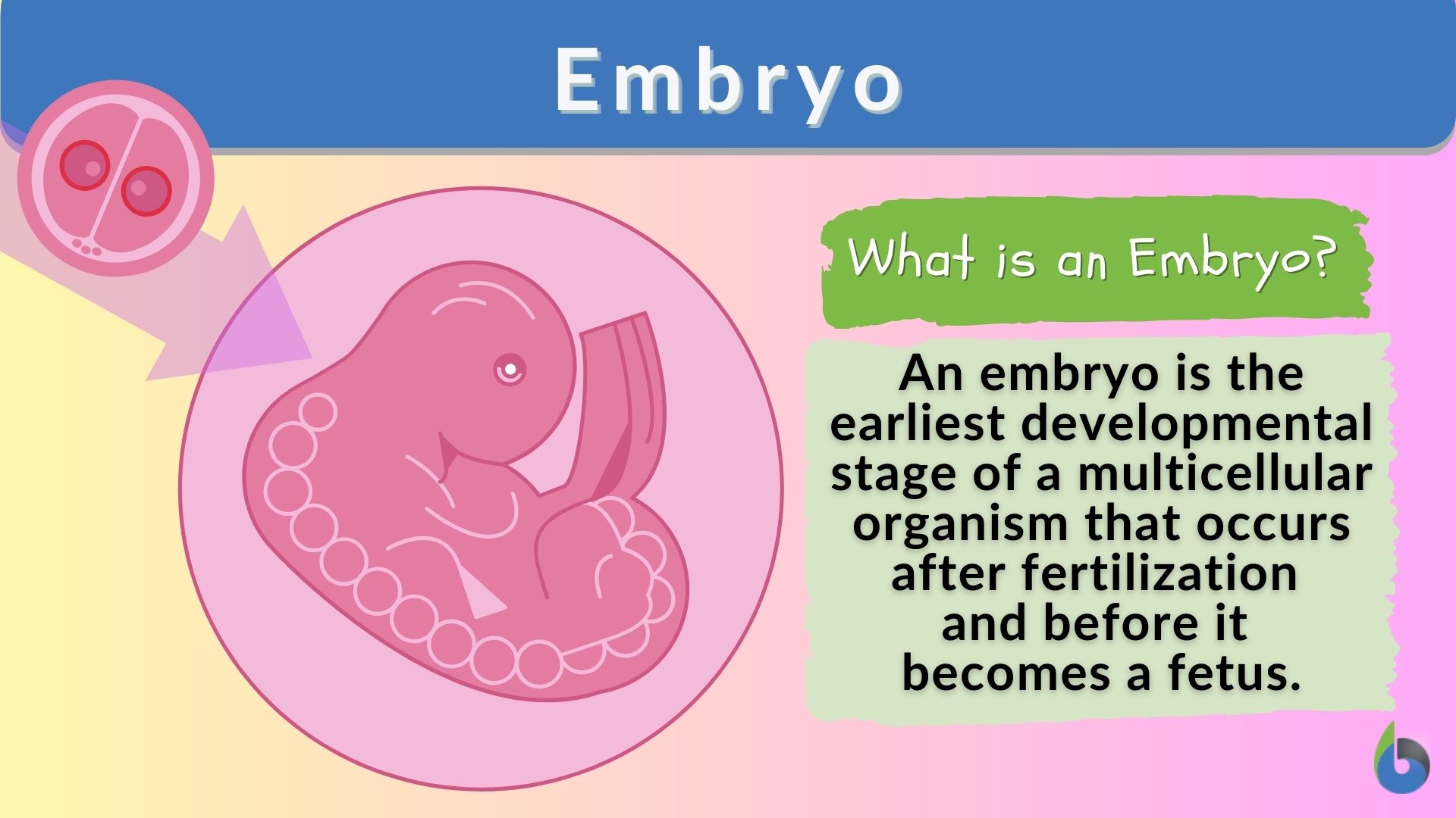 embryo definition