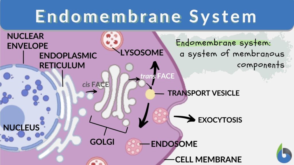 Endomembrane System Definition And Examples Biology Online Dictionary