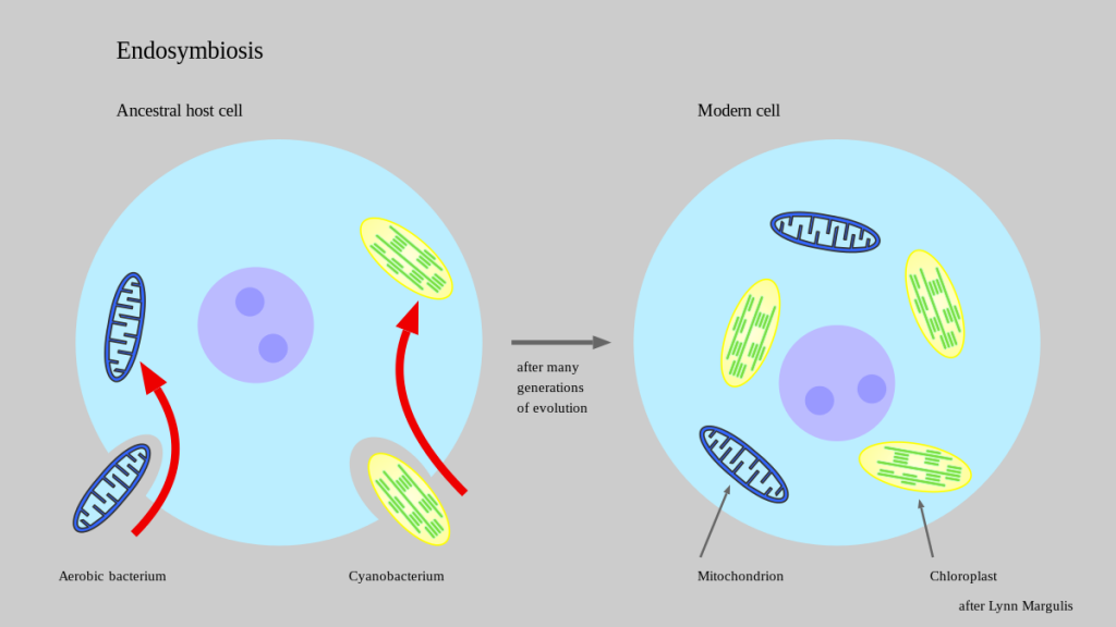 def of endosymbiont hypothesis