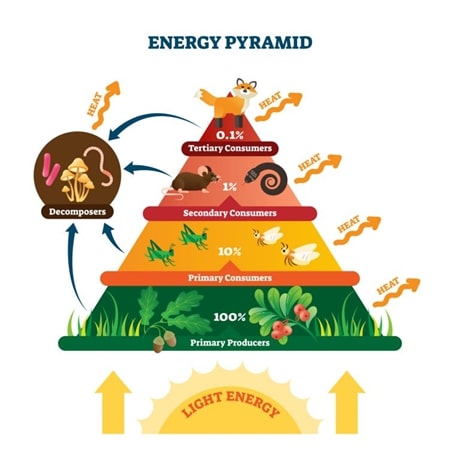 Trophic Level Definition Food Chain Food Web Pyramid - vrogue.co