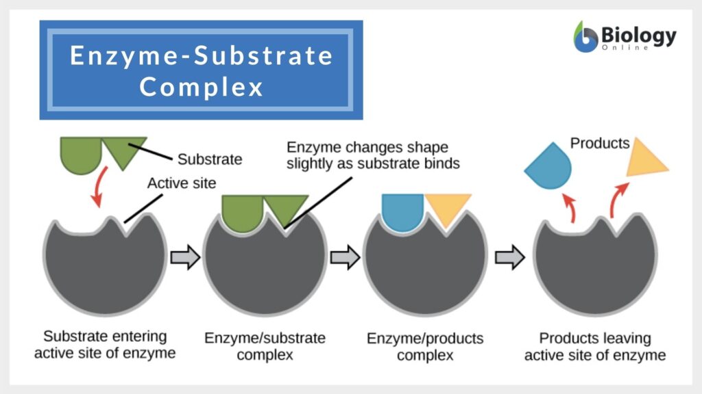 Enzyme Substrate