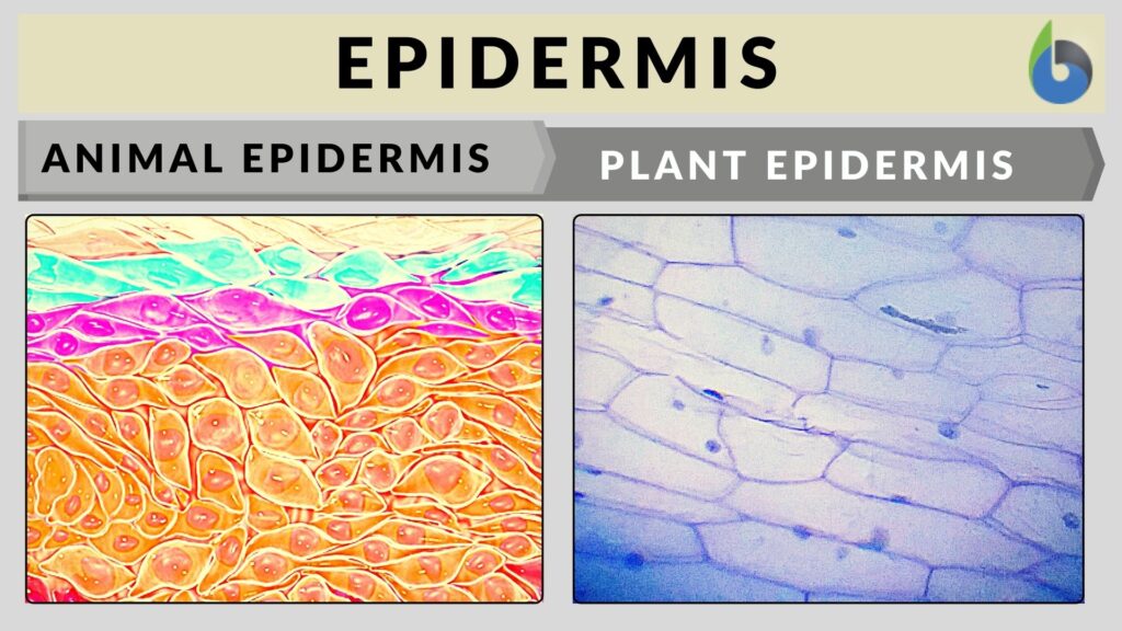 epidermis-definition-and-examples-biology-online-dictionary