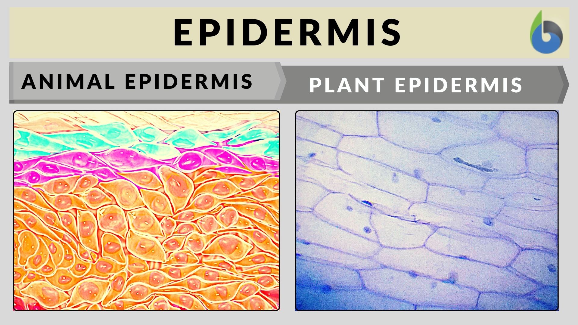 epidermal cell organelles