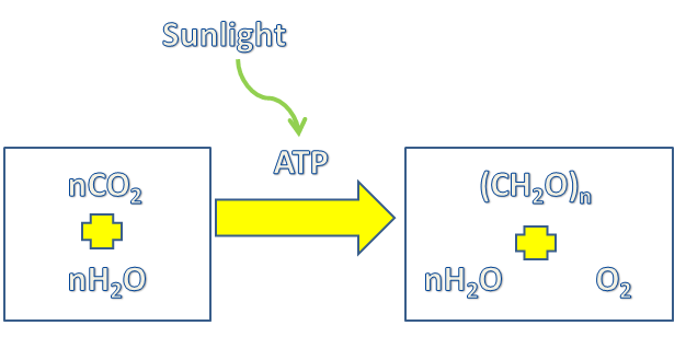 Equation of oxygenic photosynthesis