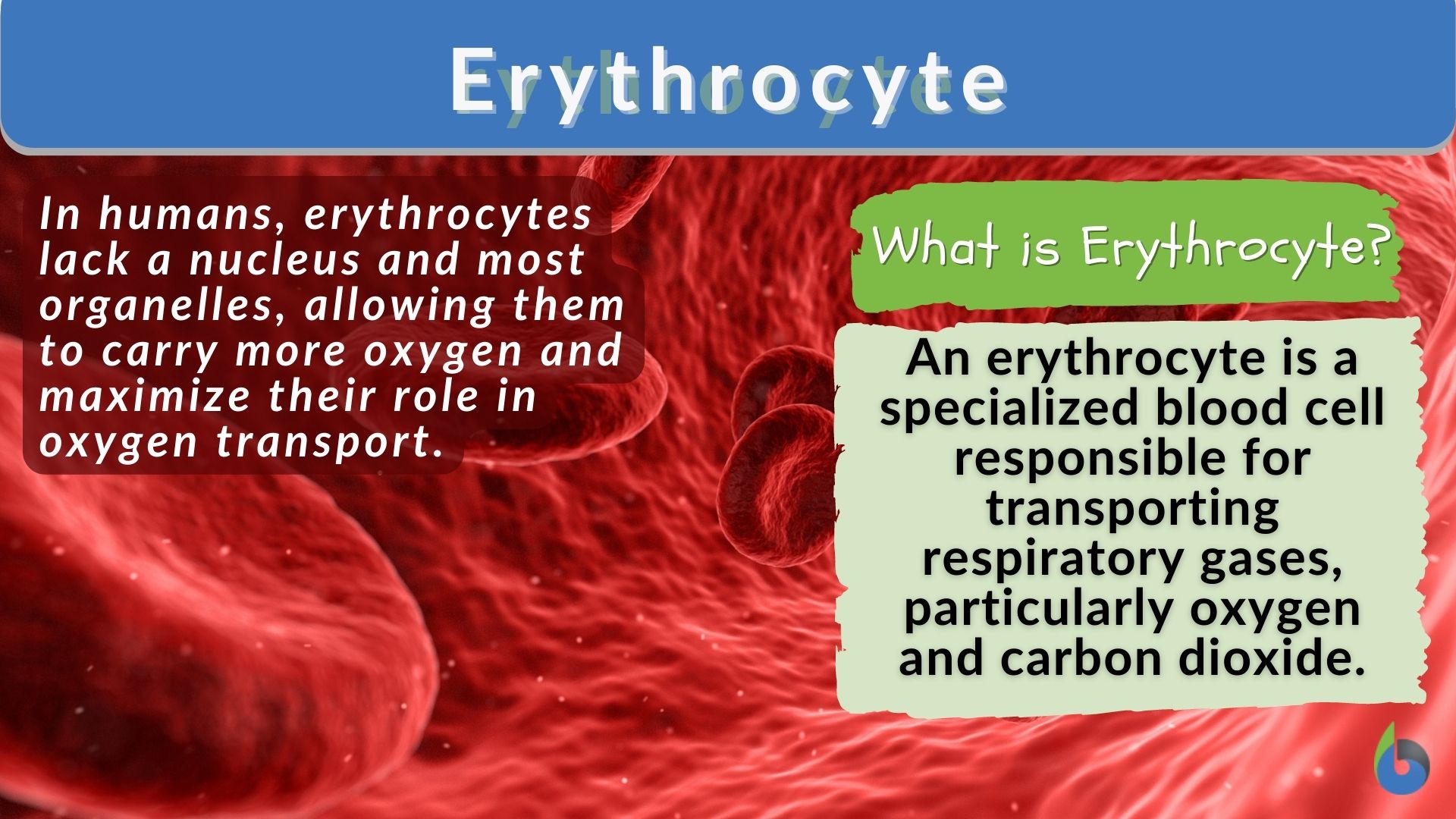 Erythrocyte  