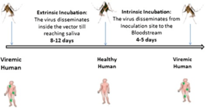 Incubation Period Definition And Examples - Biology Online Dictionary