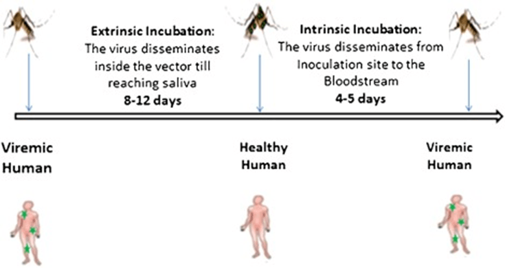 Incubation Period Definition And Examples Biology Online Dictionary