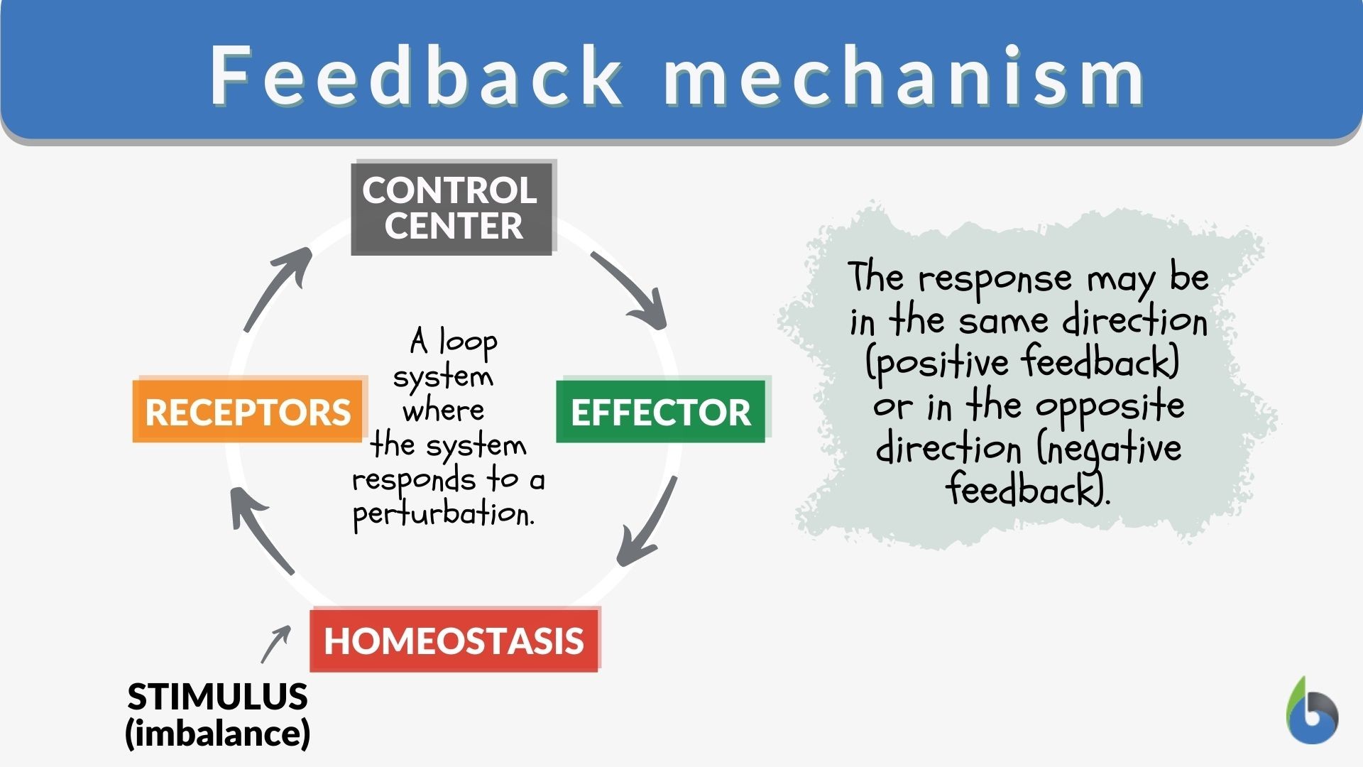 negative feedback loop homeostasis