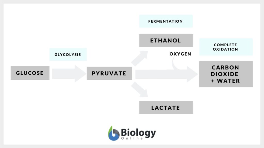 Glycolysis and Fermentation (updated) 