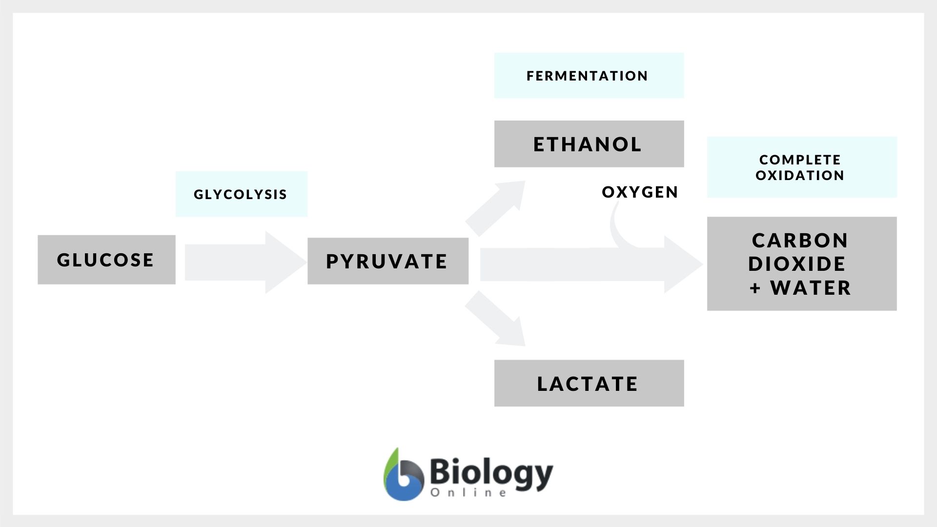 Fermentation Definition And Examples Biology Online Dictionary