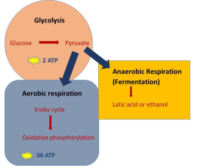 Cellular Respiration - Definition And Examples - Biology Online Dictionary