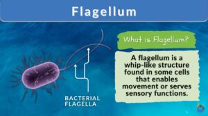 Flagellum definition and example