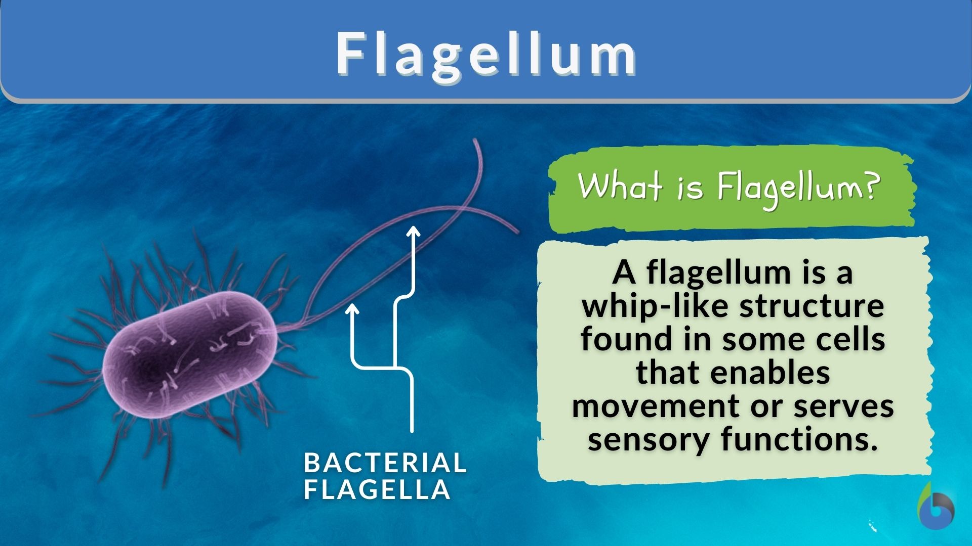 Flagellum  