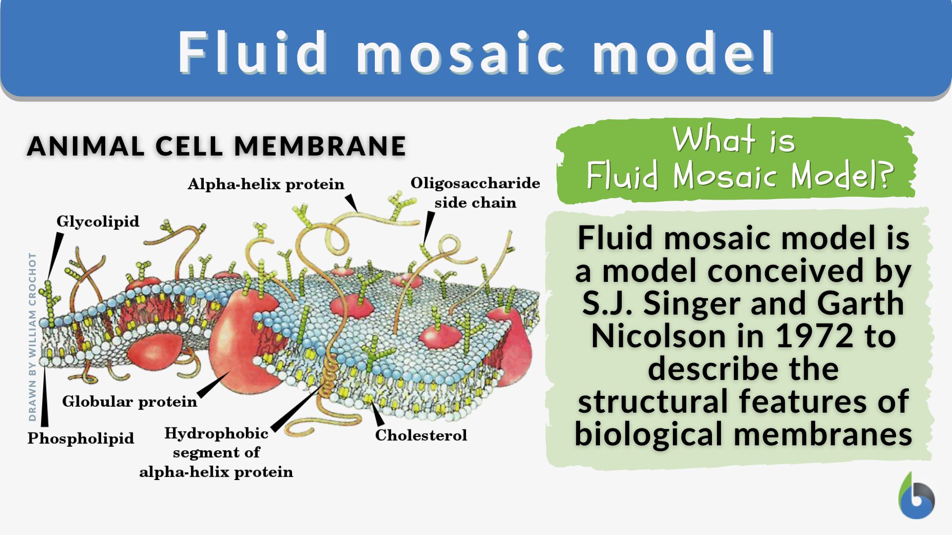 animal cell membrane model