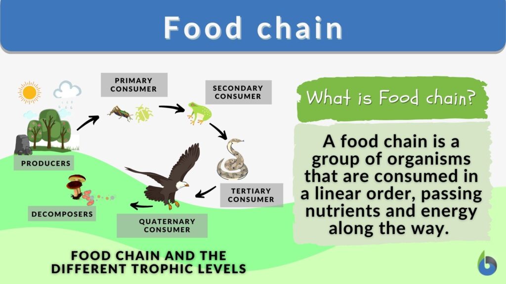 food-chain-definition-and-examples-biology-online-dictionary