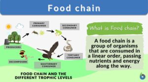 Food chain Definition and Examples - Biology Online Dictionary