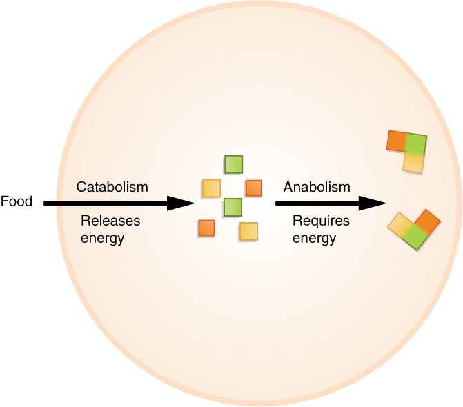 Food metabolism diagram