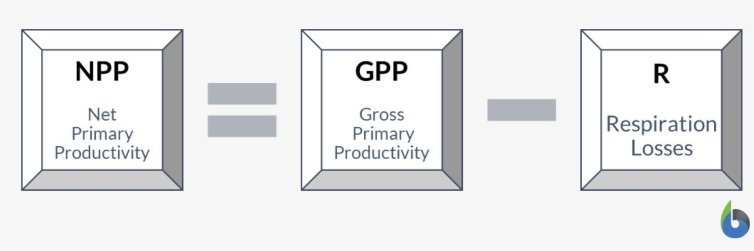 net-primary-productivity-youtube