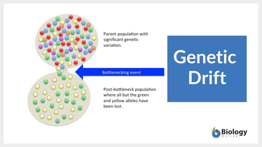 What Causes Genetic Drift